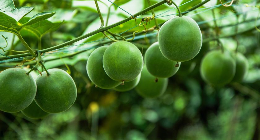 Layn Natural Ingredients’ Monk Fruit Receives SAI Gold Certification